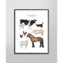 Fashionell - Poster - In the Barn, 40x50 cm