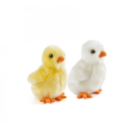 Living nature - Fluffy Chicks, gul