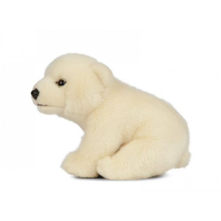 Living nature - Polar Bear Cub Sitting