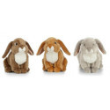 Living nature - French Lop Eared Rabbit