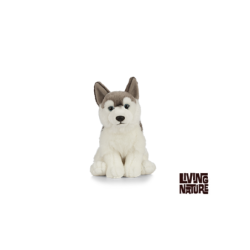 Living nature - Husky