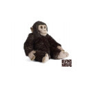 Living nature - Chimp