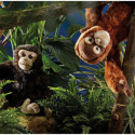 Living nature - Orangutang