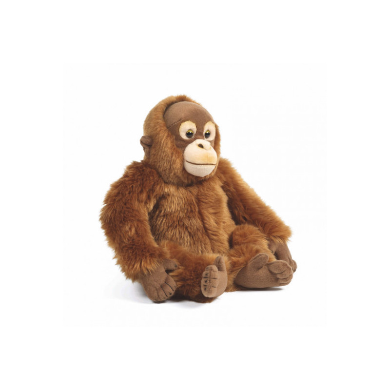 Living nature - Orangutang