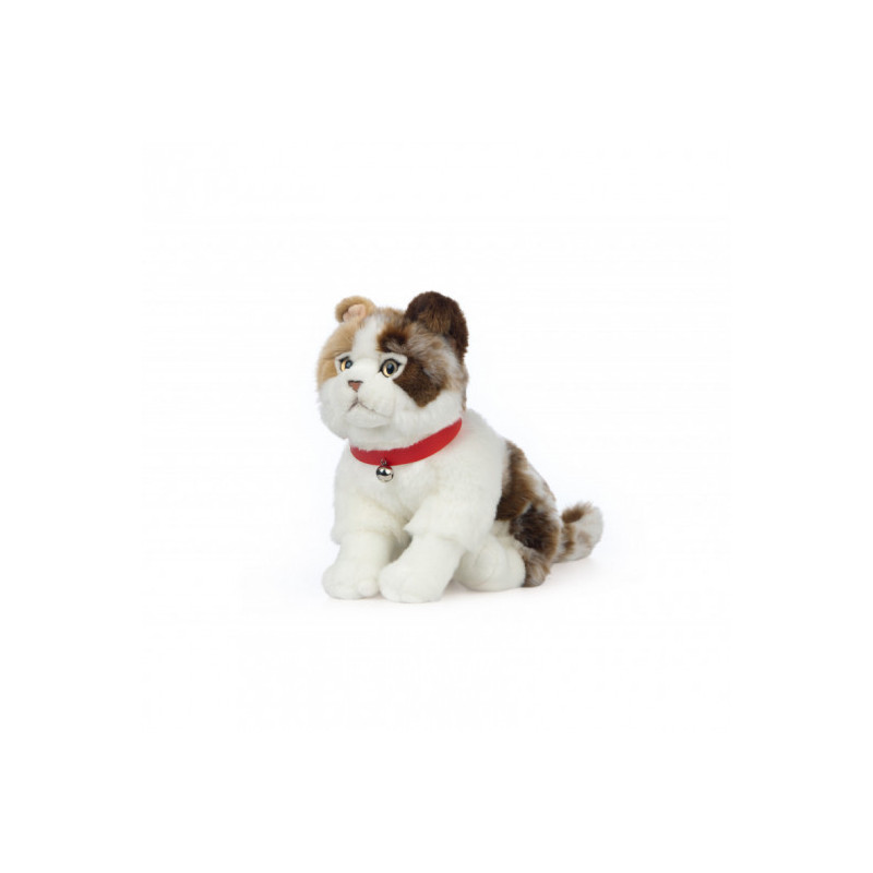 Living nature - Scottish Fold Cat
