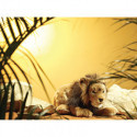 Living nature - Male Lion Large